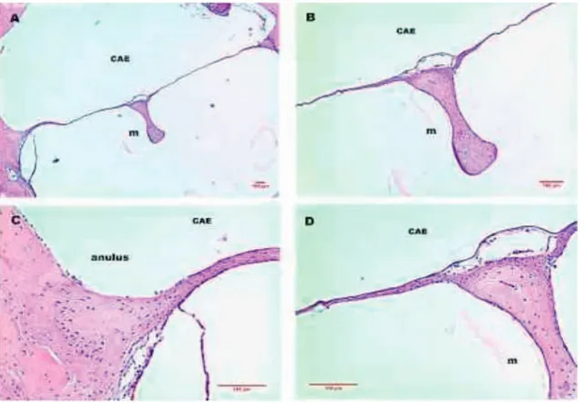 Figura 2  Imagens de corte histológico de MT de rato em hematoxilina-eosina (HE) mostrando MT intacta