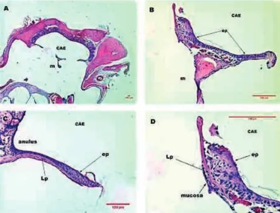 Figura 3  Imagens de corte histológico de MT de rato após três dias de perfuração traumática corado em HE