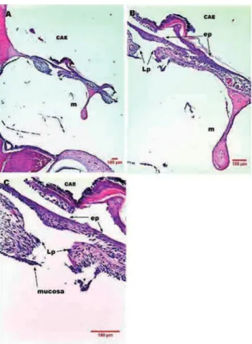 Figura 4  Imagens de corte histológico de MT de rato após 