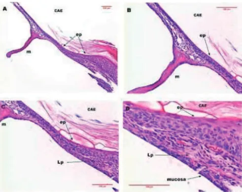 Figura 5  Imagens de corte histológico de MT de rato após sete dias de perfuração traumática corado em HE