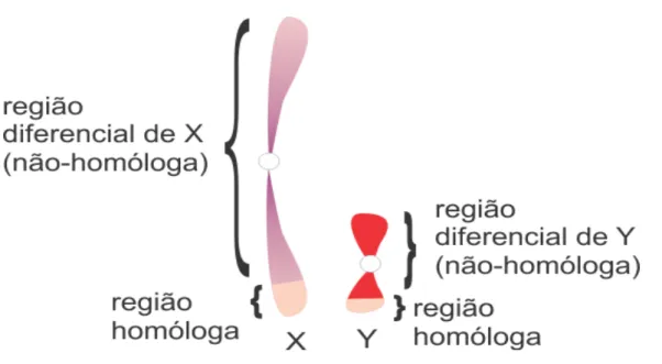 Figura 2 - Regiões homólogas dos cromossomos X e Y. 