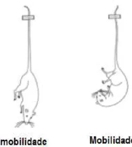 Figura 8. Suspensão da Cauda 