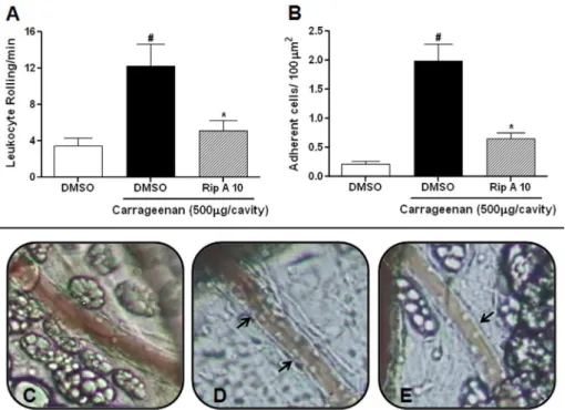 Fig. 7 shows that riparin A (10 mg/kg) administration signifi- signifi-cantly (p < 0.05) reduced leukocyte rolling and adherence in the mesentery microcirculation, compared to those in the carrageenan group (5.09 ± 1.14 versus 12.27 ± 2.33 leukocyte rol