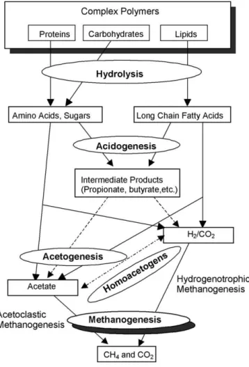 Fig. 8. Conversion of complex organic matter in methanogenic anaerobic reactors (adapted from Gujer and Zehnder (1983)).