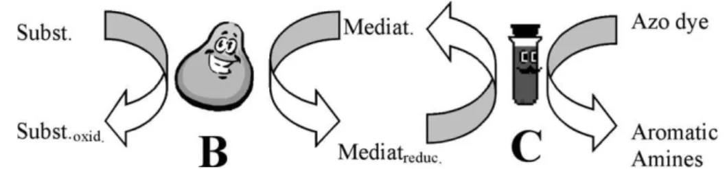 Fig. 6. Schematic for indirect azo dye reduction. B and C are the biological and chemical steps, respectively.