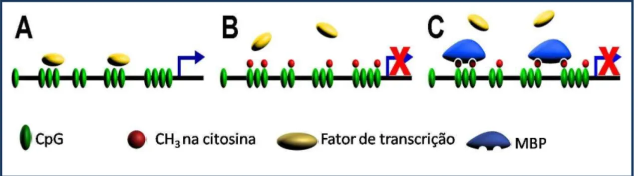 Figura  1.  Mecanismo  pelo  qual  a  metilação  do  DNA  inibe  a  transcrição  gênica