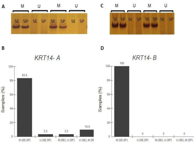 Figure  1  -  DNA methylation analysis of  KRT14 proximal exon 1 of skin cells.  (A) Bands of  two representative samples obtained after polymerase chain reaction of KRT14  fragment A  (135  (M)  and  137  (U)  bp)