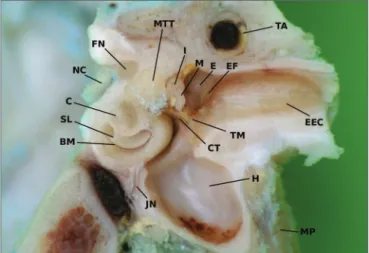 Figura 3.  Anatomia do ouvido médio da ovelha (ouvido direito), visto  a partir do hipotímpano aberto