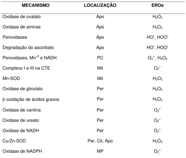 Tabela 01 – Produção de espécies reativas de oxigênio em raízes. Siglas: Apo - apoplasto; Cit –  citosol; CTE – cadeia transportadora de elétrons; PC – parede celular; EROs – espécies reativas de  oxigênio, HO y – radical hidroxil, HOO y – radical peroxil;