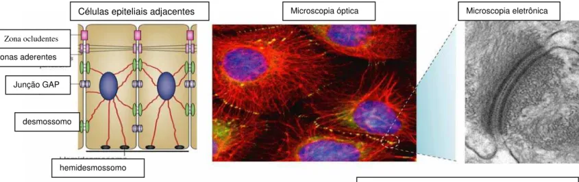 FIGURA 2: Desenho esquemático das zônulas de oclusão (Tight junction),  desmossomos, hemidesmossomos e junções GAP