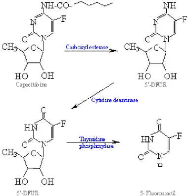 FIGURA 3: Representação esquemática da química da formulação  capecitabine (5-fluorouracil) e de sua interconversão em falso nucleotídeo para  interagir com a timidilato sintetase 
