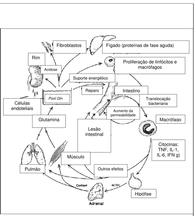 FIGURA 5: Injúria intestinal e mobilização de glutamina. Após injúria intestinal,  o aumento da permeabilidade pode ocasionar translocação bacteriana, migração  de leucócitos para o foco inflamatório e liberação de citocinas, ativando o eixo  hipotálamohip