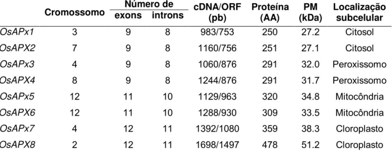 Tabela  2  –   Estrutura  e  principais  características  dos  genes  das  isoformas  de  APX presentes em plantas de arroz (Adaptado de TEIXEIRA et al., 2004)