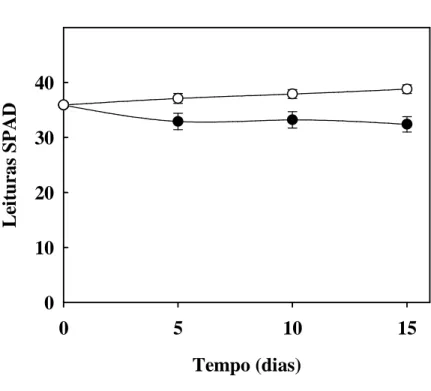 Figura 8. Teores relativos de clorofila em  folhas de plantas de sorgo forrageiro (genótipo CSF 18) crescidas  em  solução  nutritiva  de  Hoagland  1:2  (controle  -      )  ou  solução  nutritiva  contendo  NaCl  a  75  mM  (estresse  salino -     ), em 