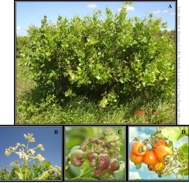 Figura 1 – Fotos de Cajueiro anão precoce (Anacardium occidentale L.). A - vista geral da  copa, B - inflorescências, C - fruto (castanha) e D - pseudofruto
