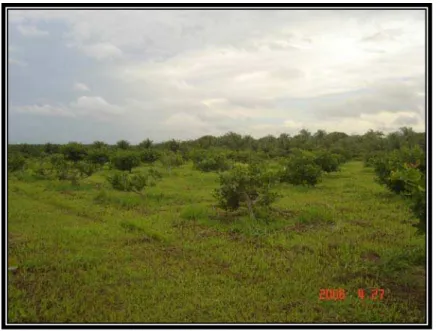 Figura 4 – Vista geral da área experimental dos clones de cajueiro anão precoce, na  Embrapa Agroindústria Tropical, em Paraipaba, Ceará