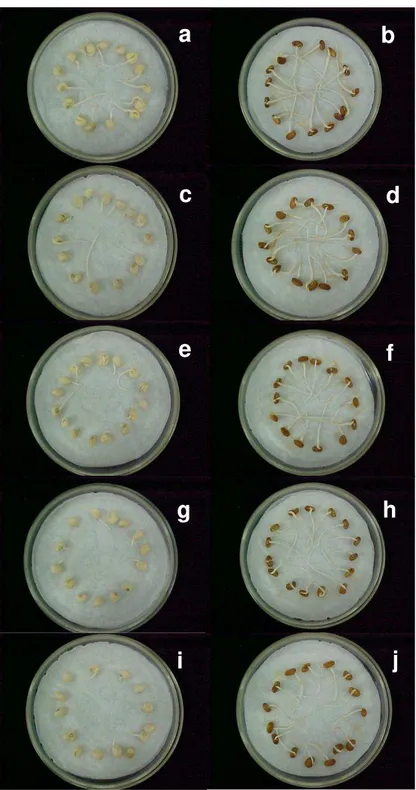 Figura 1: Aspecto morfológico de sementes das cultivares Pérola (a, c, e, g, j) e Pitiúba (b, d, f, h, i) de  feijão-caupi germinadas em condições controladas