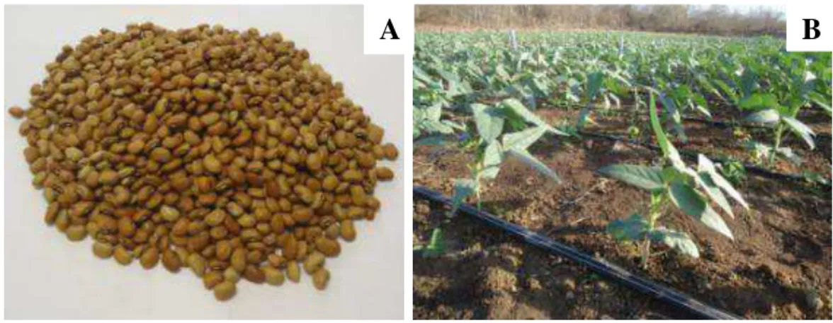 Figura 8 - Sementes (A) e plantas de feijão-caupi BRS Pujante (B). Umirim-CE, 2015. 