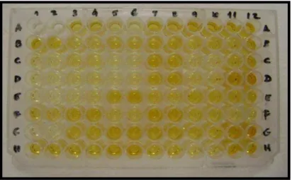 Figura 9: Placa de experimento do ELISA. 