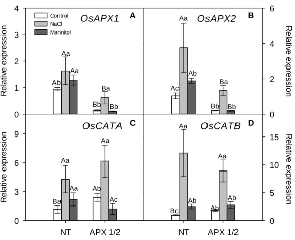 Figure 2. Transcript levels of (A-B) OsAPX1  and OsAPX2, (C-D) OsCATA and OsCATB in  roots of NT and APX1/2 plants exposed to iso-osmotic (  s= - 0,62 MPa) NaCl and mannitol  solutions for eight days