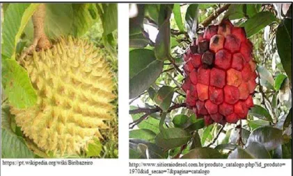 Figura 4:Diferentes espécies de Annonaceae: Annona mucosa, Xylopia aromática Lam (Acesso em fevereiro  de 2016) 