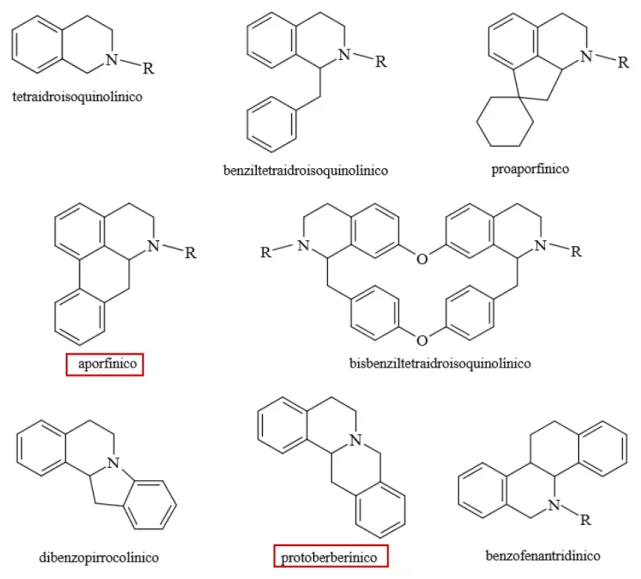 Figura 7 Esqueletos carbônicos dos principais alcaloides derivados dos isoquinolinicos 