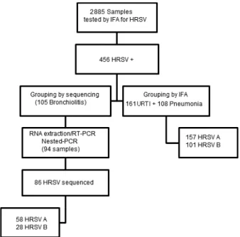 Figure 3. Strategies used for detection, antigenic and genomic characterization of HRSV strains circulating in Fortaleza.