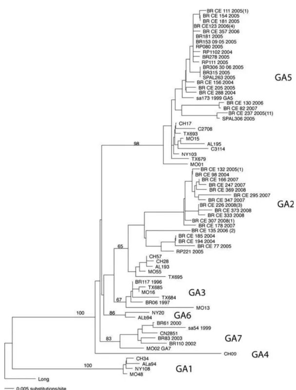 Figure 4. HRSV subgroup A phylogenetic tree. Sequences of 270 nucleotides of the variable region of G protein gene were compared with published sequences from GenBank