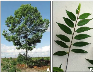 Figura 3 - Foto de Xylopia frutescens Aubl. (A); detalhes de suas folhas (B). 