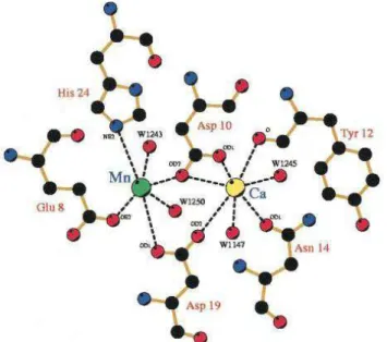 Figura  7  –   Ponte  de  aspartato  ligando  o  Ca 2+   e  o  metal  de  transição  presente  nas  lectinas  de  leguminosas