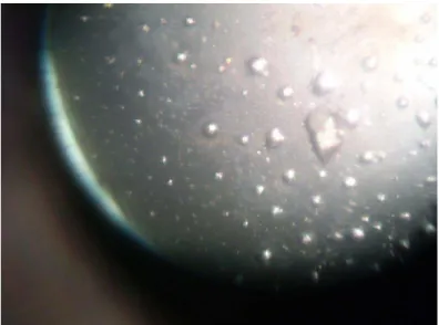 Figura 11. Foto do cristal da lectina de Dioclea violacea obtido na condição 33 do Screen I da  Hampton Research