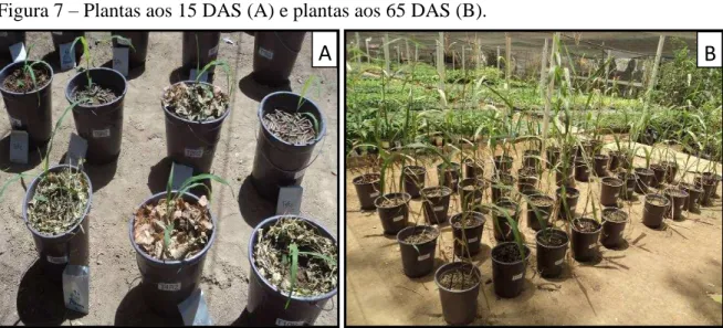 Figura 7 – Plantas aos 15 DAS (A) e plantas aos 65 DAS (B). 