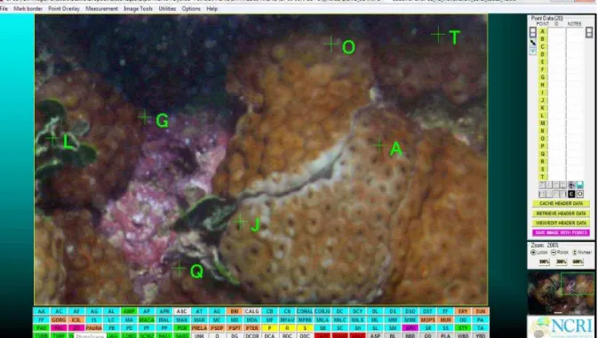 Figura  3.  Painel  de  análises  do  programa  Coral  Point  Count  with  Excel  extensions  4.1  (CPCe)  (KOHLER  E  GILL,  2006)