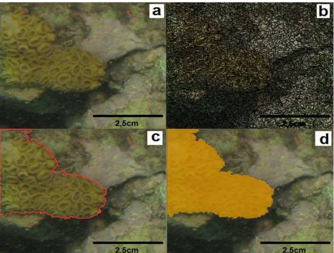 Figura 9. Sequência de passos para cálculo da área da Palythoa caribaeorum no programa  eCognition  Developer  8.7  (DEFINIENS,  2009)