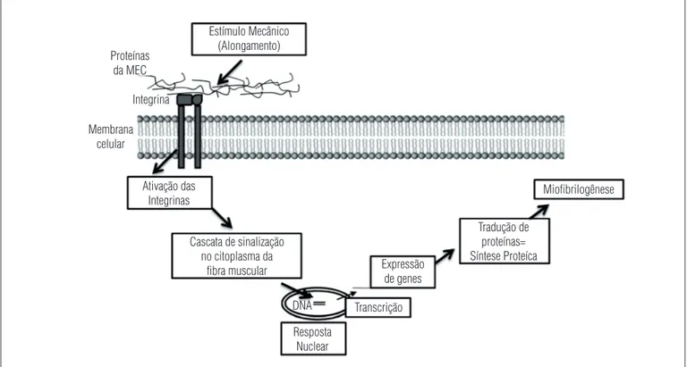 Figura 2.  Mecanismo de mecanotransdução celular. O estímulo de tensão promovido, por exemplo, pelo alongamento, é transmitido aos componentes da matriz 
