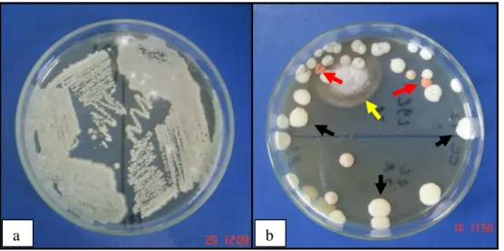 Figura  1:  a)  Placa  contendo  ágar  semente  de  Níger  apresentando um  crescimento de  múltiplas  colônias  coalescentes