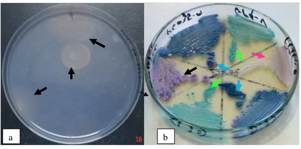 Figura  2:  a)  Prova  de  assimilação  de  carbono,  demonstrando  a  presença  de  três  halos  de  assimilação (setas); b) Placa contendo ágar cromogênico, permitindo a identificação presuntiva  de Candida albicans (seta verde), C