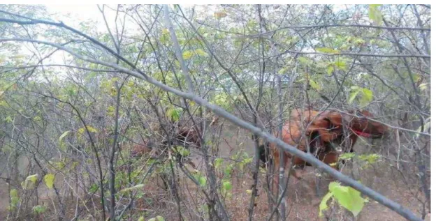 Fig. 5A Vaqueiro de gibão em busca do gado na caatinga 