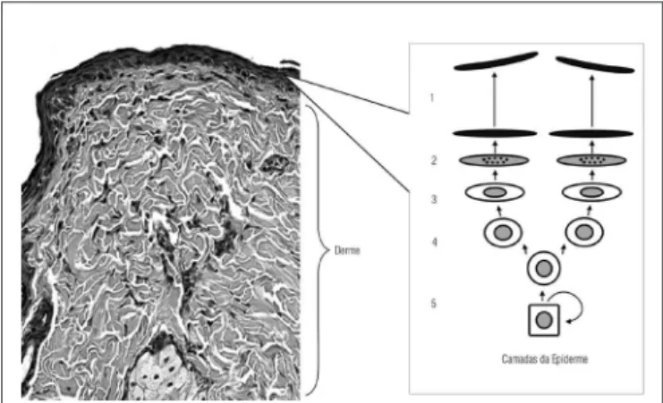 Figura 1. Mostra um tecido epitelial normal sem alterações. Ao lado, 