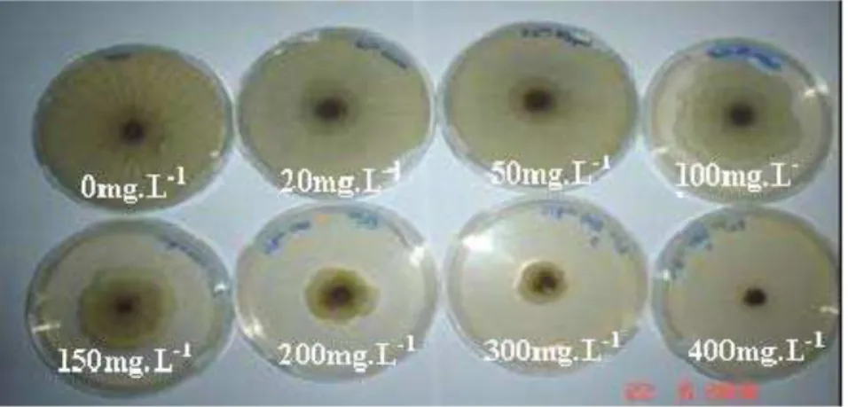 Figura 9- Placas contendo concentrações de 0 (controle), 20, 50, 100, 150, 200, 300, 400 e 500 Zn(II) mg.L -1  após 144 horas de incubação.