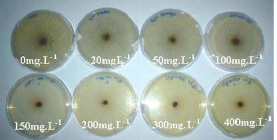 Figura 10- Placas contendo concentrações de 0 (controle), 20, 50, 100, 150, 200, 300, 400 mg Cr(VI).L -1  após  144 horas de incubação