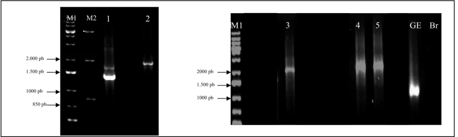 FIGURA 03 – Eletroforese em gel de agarose 1%, corado com EtBr a 0,5 µg/mL e na presença de luz UV (ultravioleta), dos produtos  de PCR da região ITS1 do nrDNA