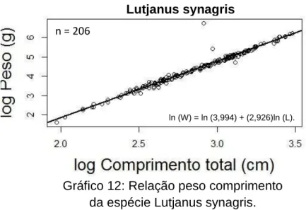 Gráfico 12: Relação peso comprimento  da espécie Lutjanus synagris. 
