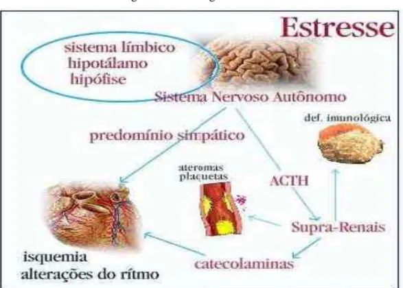 Figura 1 – Fisiologia do estresse 