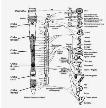 Figura 2  –  Associação dos Chakras com o sistema nervoso autônomo 