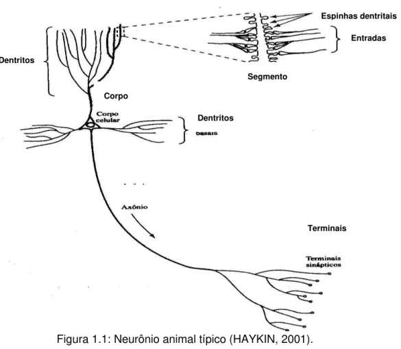 Figura 1.1: Neurônio animal típico (HAYKIN, 2001). 