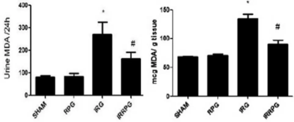 Fig. 2. The effect of red propolis on tubular necrosis score after renal I/R. Values shown are mean ± SE