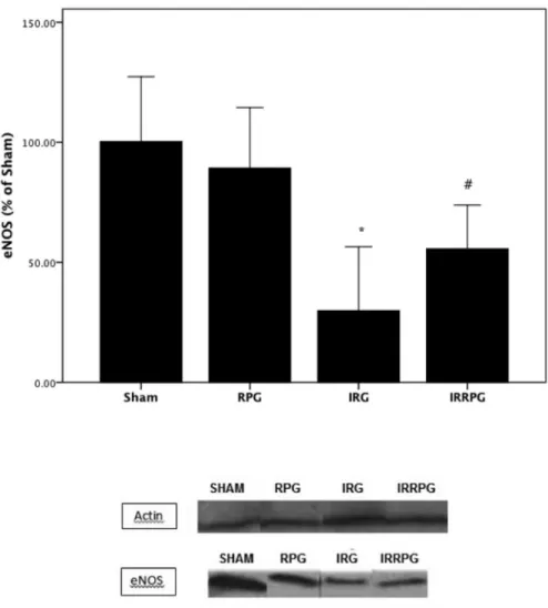 Fig. 6. eNOS expression represented graphically after actin housekeeping normalization; n = 6/group