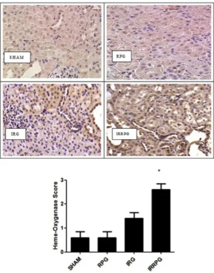 Fig. 7. Heme oxygenase-1 upregulation by red propolis. Values shown are mean ± SE. Eight rats for each group