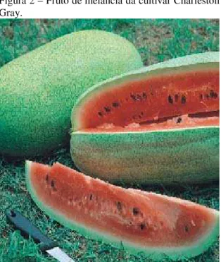 Figura 2 – Fruto de melancia da cultivar Charleston  Gray. 